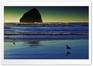 Seagulls On The Beach Ultra HD Wallpaper for 4K UHD Widescreen desktop, tablet & smartphone