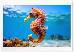 Seahorse, Blue Sea Water, Underwater, Macro 4K UHD Wallpaper for Widescreen and UltraWide Desktop, UltraHD TV, Smartphone, Tablet