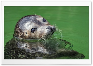 Seal in the Water Ultra HD Wallpaper for 4K UHD Widescreen desktop, tablet & smartphone