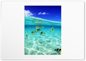 Sealife 4K UHD Wallpaper for Widescreen and UltraWide Desktop, UltraHD TV, Smartphone, Tablet