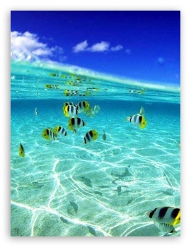Sealife UltraHD Wallpaper for Mobile 3:4 ;