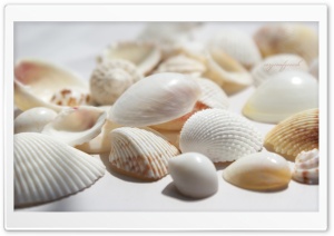 Seashells Ultra HD Wallpaper for 4K UHD Widescreen desktop, tablet & smartphone