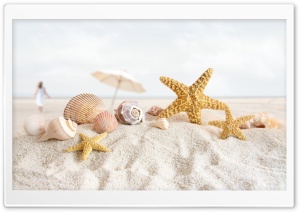 Seashells And Starfish On The Beach Ultra HD Wallpaper for 4K UHD Widescreen desktop, tablet & smartphone