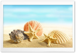 Seashells and Stars Ultra HD Wallpaper for 4K UHD Widescreen desktop, tablet & smartphone