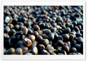 Seeds Macro 4K UHD Wallpaper for Widescreen and UltraWide Desktop, UltraHD TV, Smartphone, Tablet