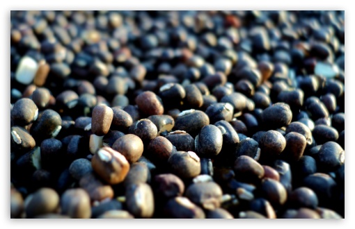 Seeds Macro UltraHD Wallpaper for UHD 16:9 ; HD 16:9 ; UltraWide 32:9 32:10 ; Widescreen 16:10 5:3 ; Fullscreen 4:3 5:4 3:2 ; Tablet 1:1 ; Mobile 3:5 3:4 ; Dual 16:10 5:3 16:9 4:3 5:4 ;
