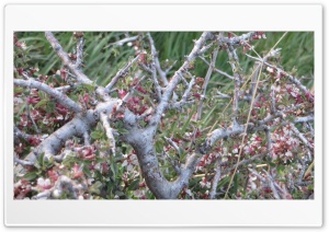 seems to be a flower 4K UHD Wallpaper for Widescreen and UltraWide Desktop, UltraHD TV, Smartphone, Tablet