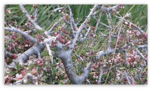 seems to be a flower UltraHD Wallpaper for UHD 16:9 ; HD 16:9 ;