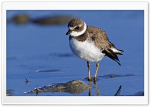 Semipalmated Plover Sanibel Island Florida Ultra HD Wallpaper for 4K UHD Widescreen Desktop, Lockscreen, Screensaver, TV, Tablet, Smartphone