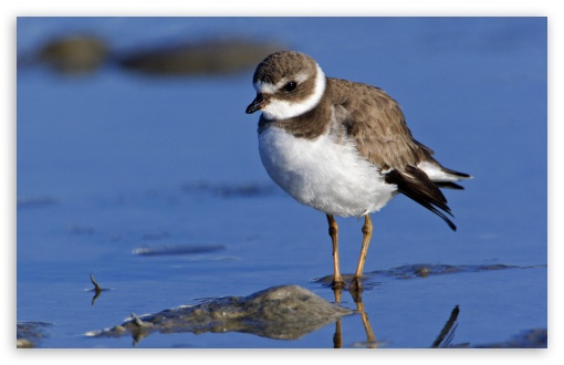 Semipalmated Plover Sanibel Island Florida UltraHD Wallpaper for HD 16:9 ; Widescreen 16:10 5:3 ; Fullscreen 4:3 5:4 3:2 ; Tablet 1:1 ; Mobile 3:4 ;