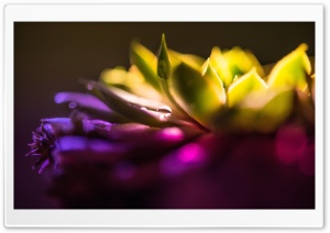 Sempervivums Macro Ultra HD Wallpaper for 4K UHD Widescreen desktop, tablet & smartphone