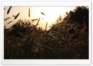 Sepia Ultra HD Wallpaper for 4K UHD Widescreen Desktop, Lockscreen, Screensaver, TV, Tablet, Smartphone