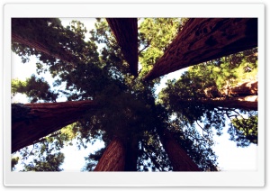 Sequoia Trees Ultra HD Wallpaper for 4K UHD Widescreen desktop, tablet & smartphone