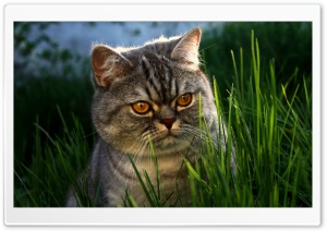 Serious Cat Ultra HD Wallpaper for 4K UHD Widescreen desktop, tablet & smartphone