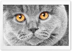 Serious Grey Cat Ultra HD Wallpaper for 4K UHD Widescreen desktop, tablet & smartphone