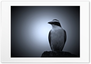 Shadow Bird Ultra HD Wallpaper for 4K UHD Widescreen desktop, tablet & smartphone