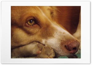 Shaggy 4K UHD Wallpaper for Widescreen and UltraWide Desktop, UltraHD TV, Smartphone, Tablet