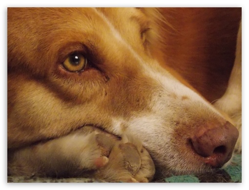 Shaggy UltraHD Wallpaper for Fullscreen 4:3 ;