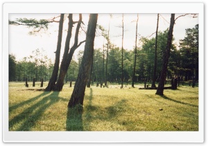 Shamanka Forest (Vintage Photography) Ultra HD Wallpaper for 4K UHD Widescreen desktop, tablet & smartphone