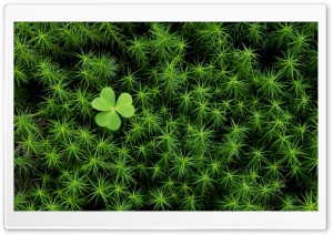 Shamrock And Irish Moss Ultra HD Wallpaper for 4K UHD Widescreen desktop, tablet & smartphone