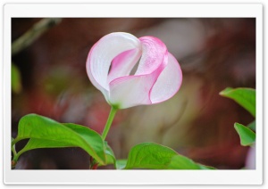 Shaped Flower Ultra HD Wallpaper for 4K UHD Widescreen desktop, tablet & smartphone