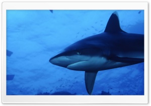 Shark Ultra HD Wallpaper for 4K UHD Widescreen desktop, tablet & smartphone