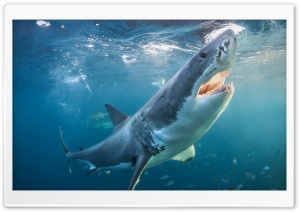 Shark - Akula Ultra HD Wallpaper for 4K UHD Widescreen desktop, tablet & smartphone
