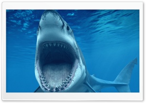 Shark Attack Underwater Ultra HD Wallpaper for 4K UHD Widescreen desktop, tablet & smartphone