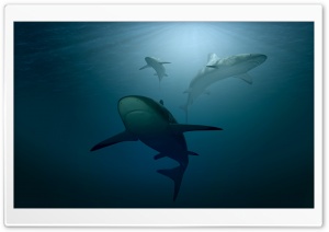 Sharks 3D Ultra HD Wallpaper for 4K UHD Widescreen desktop, tablet & smartphone