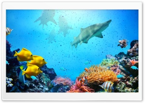 Sharks Reef Ultra HD Wallpaper for 4K UHD Widescreen desktop, tablet & smartphone