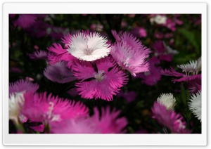 Sharp Shapes Soft Colors Ultra HD Wallpaper for 4K UHD Widescreen desktop, tablet & smartphone