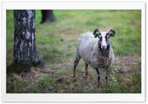Sheep Ultra HD Wallpaper for 4K UHD Widescreen desktop, tablet & smartphone