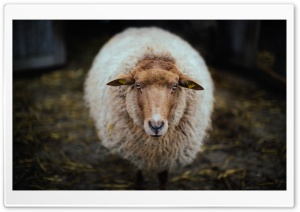 Sheep - Netherlands Ultra HD Wallpaper for 4K UHD Widescreen desktop, tablet & smartphone