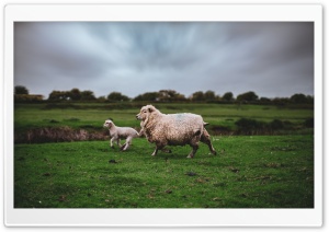 Sheep and Lamb Animals Running Ultra HD Wallpaper for 4K UHD Widescreen desktop, tablet & smartphone