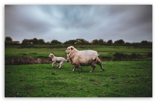 Sheep and Lamb Animals Running UltraHD Wallpaper for UHD 16:9 ; HD 16:9 ; UltraWide 21:9 24:10 ; Widescreen 16:10 5:3 ; Fullscreen 4:3 5:4 3:2 ; Tablet 1:1 ; Mobile 9:16 2:3 3:5 3:4 ;