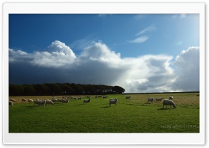 Sheep Grazing Ultra HD Wallpaper for 4K UHD Widescreen desktop, tablet & smartphone
