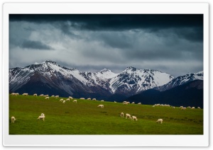 Sheep On Mountain Pasture Ultra HD Wallpaper for 4K UHD Widescreen desktop, tablet & smartphone
