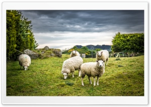 Sheeps Ultra HD Wallpaper for 4K UHD Widescreen desktop, tablet & smartphone