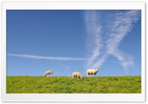 Sheeps Ultra HD Wallpaper for 4K UHD Widescreen desktop, tablet & smartphone