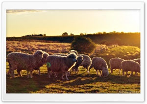 Sheeps In The Sun Ultra HD Wallpaper for 4K UHD Widescreen desktop, tablet & smartphone