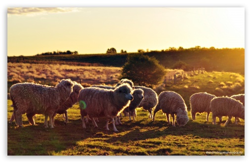 Sheeps In The Sun UltraHD Wallpaper for 8K UHD TV 16:9 Ultra High Definition 2160p 1440p 1080p 900p 720p ; UltraWide 21:9 24:10 ; Widescreen 16:10 5:3 WHXGA WQXGA WUXGA WXGA WGA ; Fullscreen 4:3 5:4 3:2 UXGA XGA SVGA QSXGA SXGA DVGA HVGA HQVGA ( Apple PowerBook G4 iPhone 4 3G 3GS iPod Touch ) ; Mobile 9:16 2:3 3:5 3:4 - ;