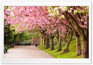 Sheffield England Park tree cherry blossom road alley in spring Ultra HD Wallpaper for 4K UHD Widescreen desktop, tablet & smartphone