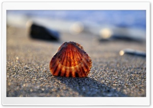 Shell Close-Up Ultra HD Wallpaper for 4K UHD Widescreen Desktop, Lockscreen, Screensaver, TV, Tablet, Smartphone