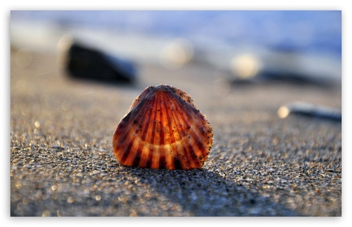 Shell Close-Up UltraHD Wallpaper for HD 16:9 ; Widescreen 16:10 5:3 ; Fullscreen 4:3 5:4 3:2 ; Tablet 1:1 ; Mobile 3:5 3:4 ;