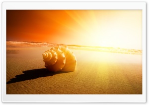Shell On The Beach Ultra HD Wallpaper for 4K UHD Widescreen desktop, tablet & smartphone