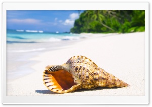 Shell On Tropical Beach Paradise Ultra HD Wallpaper for 4K UHD Widescreen Desktop, Lockscreen, Screensaver, TV, Tablet, Smartphone