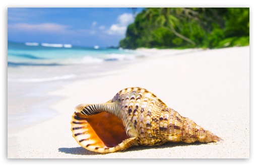 Shell On Tropical Beach Paradise UltraHD Wallpaper for HD 16:9 ; Widescreen 16:10 5:3 ; Fullscreen 4:3 5:4 3:2 ;