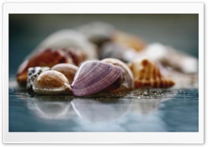 Shells Macro Ultra HD Wallpaper for 4K UHD Widescreen desktop, tablet & smartphone