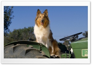 Sheltie On The Tractor Ultra HD Wallpaper for 4K UHD Widescreen Desktop, Lockscreen, Screensaver, TV, Tablet, Smartphone