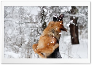 Shepherd Playing With Snow Ultra HD Wallpaper for 4K UHD Widescreen desktop, tablet & smartphone